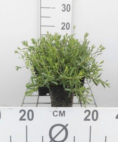 Arenaria montana - pot 9x9 cm -