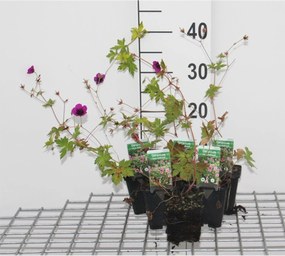 Geranium 'Ann Folkard' - pot 9x9 cm