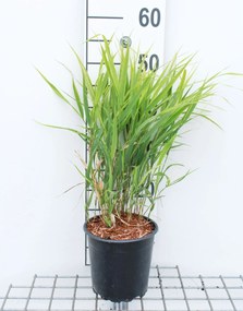 Hakonechloa macra - pot 3L -