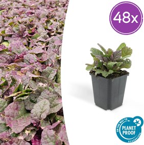 Ajuga reptans 'Burgundy Glow' - 20cm
