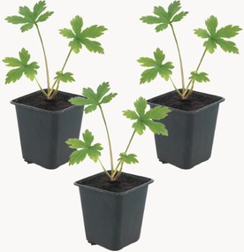 Planten Masterwort Astrantia major, 3-delig