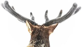 Foto Elk, fuzzy velvet antler, Eric Bouchard