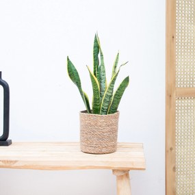Sansevieria Laurentii - 50cm