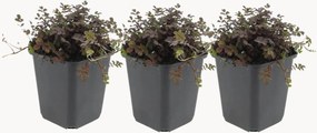Planten New Zealand Burr Acaena microphylla Copper Carpet, 3-delig