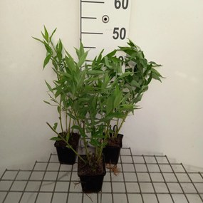 Amsonia tabernaemontana var. salicifolia - pot 9x9 cm -