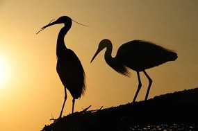 Foto two heron gathering in the sunset, sam_eder, (40 x 26.7 cm)