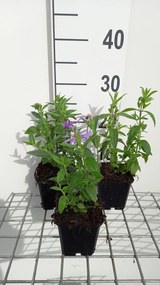 Pycnanthemum pilosum - pot 9x9 cm