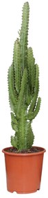 Euphorbia Trigona -Ø17cm - ↕70cm