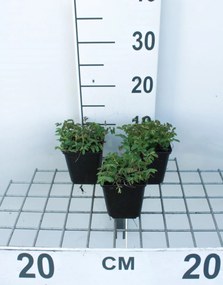 Sanguisorba officinalis 'Tanna' - pot 9x9 cm -