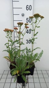 Achillea 'Safran' - pot 9x9 cm -