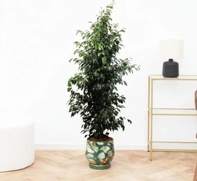 Ficus Benjamina Danielle - 150cm