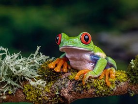 Foto Close-Up Of Frog On Branch, Ringwood,, Peter Atkinson / 500px