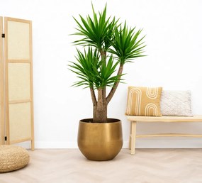 Yucca Elephantipes multistam - 190cm