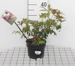 Pieris japonica 'Katsura' - pot 2L - 20-30 cm