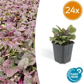 Ajuga reptans 'Burgundy Glow' - 20cm