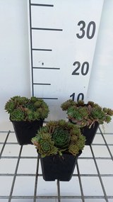 Sempervivum 'Othello' - pot 9x9 cm