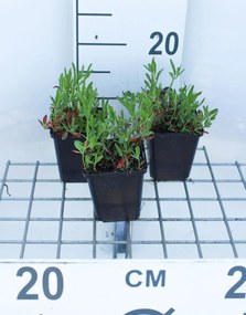 Oenothera speciosa 'Siskiyou' - pot 9x9 cm
