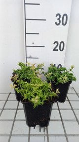 Phlox (s) 'Maischnee' (= 'snow queen') - pot 9x9 cm