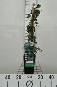 Hedera helix - pot - 50-60 cm -