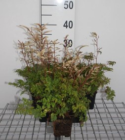 Aruncus aethusifolius - pot 9x9 cm -