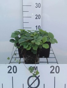 Fragaria vesca - Bosaardbei - pot 9x9 cm -