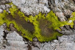 Foto Abstract view of moss on rocks, Kevin Trimmer, (40 x 26.7 cm)