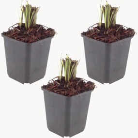 Planten Macedonische schabioos Knautia Macedonica, 3-delig