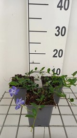 Vinca minor 'Marie' - pot 9x9 cm -