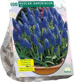 Baltus 'Muscari Armeniacum' - voorjaarsbloeiers - 100 bollen