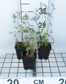 Phlox 'Clouds of Perfume' - pot 9x9 cm