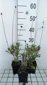 Cosmos atrosanguineus - pot 9x9 cm -