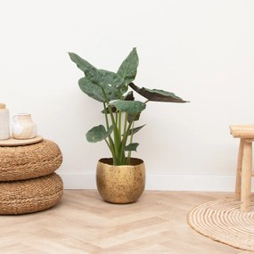 Alocasia Wentii - 70cm