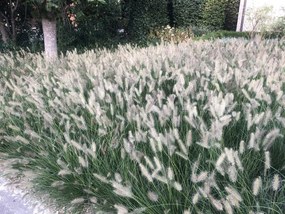 Pennisetum alopecuroides 'Hameln' - pot 9x9 cm -