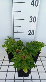 Sedum selskianum 'Variegatum' - pot 9x9 cm