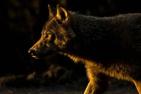 Foto Wolf in Golden Light, Chad Graham, (40 x 26.7 cm)