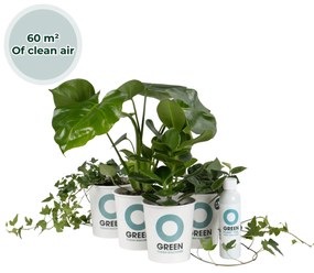 Ogreen Musthaves