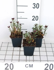 Erysimum 'Constant Cheer' - pot 9x9 cm -