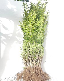Ligustrum ovalifolium 'Aureum' - blote wortel - 60-90 cm -
