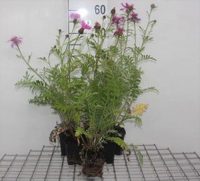 Centaurea dealbata - pot 9x9 cm -