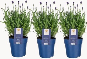 Planten Lavender Lavandula angustifolia Felice, 3-delig