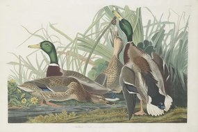 Kunstreproductie Mallard Duck, 1834, John James (after) Audubon