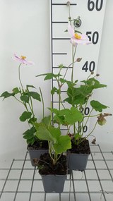 Anemone x hybrida 'Loreley' - pot 9x9 cm -