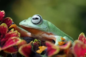 Foto Flying frog sitting on leaves, agus fitriyanto