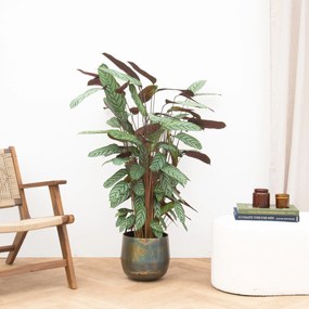 Calathea Oppenheimiana - 130cm
