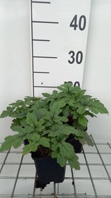 Tiarella 'Pink Skyrocket' - pot 9x9 cm -