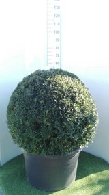 Buxus sempervirens - pot - bolvorm ø90+ cm