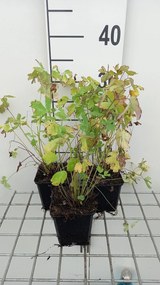 Aquilegia 'Koralle' - pot 9x9 cm