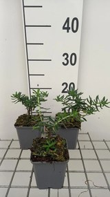 Lithodora diffusa 'Star' - pot 9x9 cm
