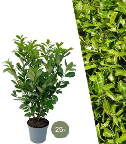Grote Laurierkers Rotundifolia voor 10 meter strekkende haag - 130cm