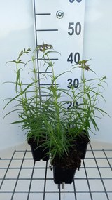 Penstemon 'Evelyn' - pot 9x9 cm